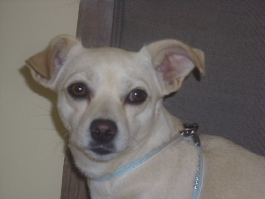 Nuna es la madre de Sami, fue abandonada en un descampado, se quedo embarazada y tuvo su camada en el descampado muy jovencita, se le murieron todos menos uno, Sami, al que saco adelante y entonces yo los recogi, Nuna es muy dulce y tranquila la gustan los cojines y estar conmigo. Nuna es la madre de Sami, fue abandonada en un descampado, se quedo embarazada y tuvo su camada en el descampado muy jovencita, se le murieron todos menos uno, Sami, al que saco adelante y entonces yo los recogi, Nuna es muy dulce y tranquila la gustan los cojines y estar conmigo.